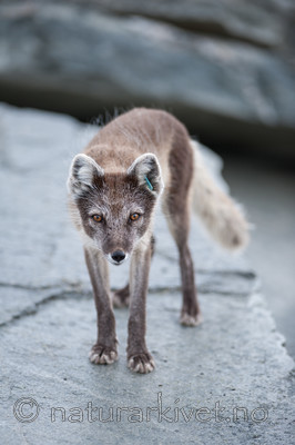 BB 13 0104 / Vulpes lagopus / Fjellrev